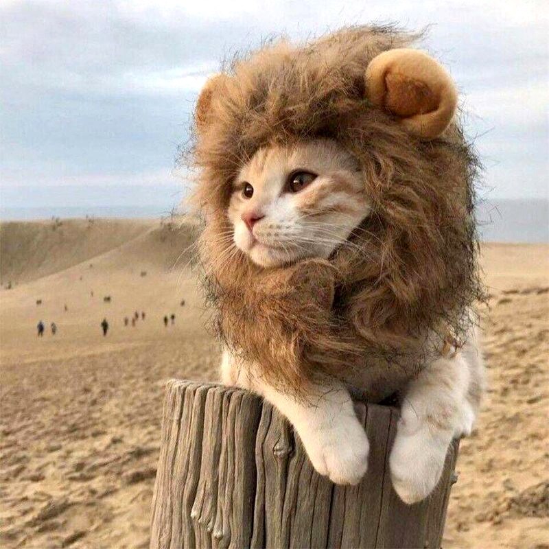 Cute Lion Mane Cat Wig Pet Small Dog Cat Costume Lion Mane Wig Hat Cat