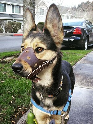 Dog Muzzle Leather Comfort Secure Anti-barking Muzzles Breathable And